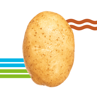 caterina6 patata