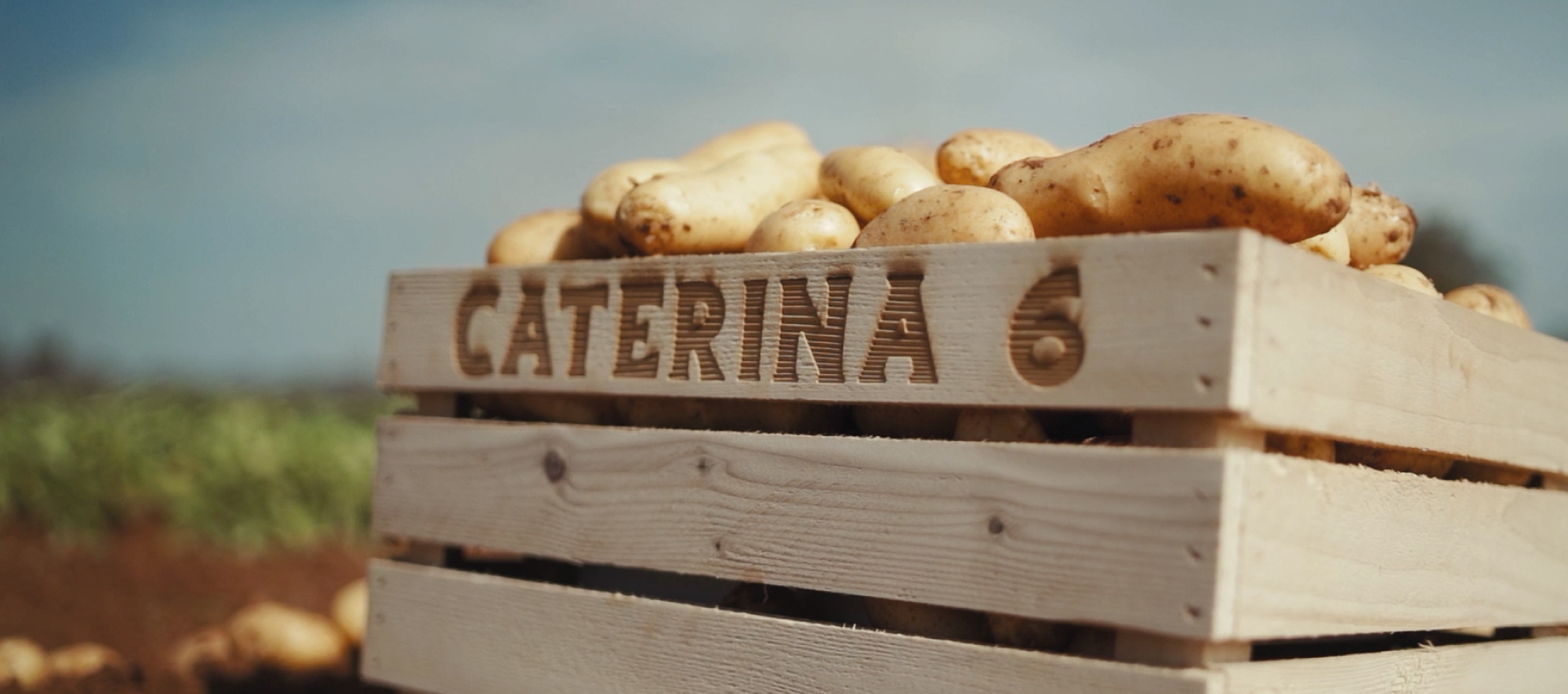 patate caterina6 in cassetta di legno