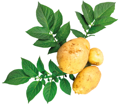 pianta di patate con foglie